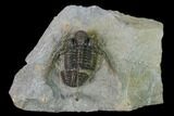 Very Detailed Cyphaspis Trilobite - Ofaten, Morocco #170929-2